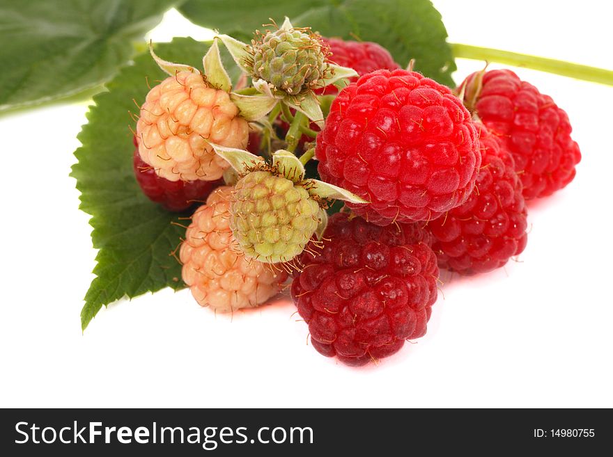 Branch raspberry. A white background. Soft shadow