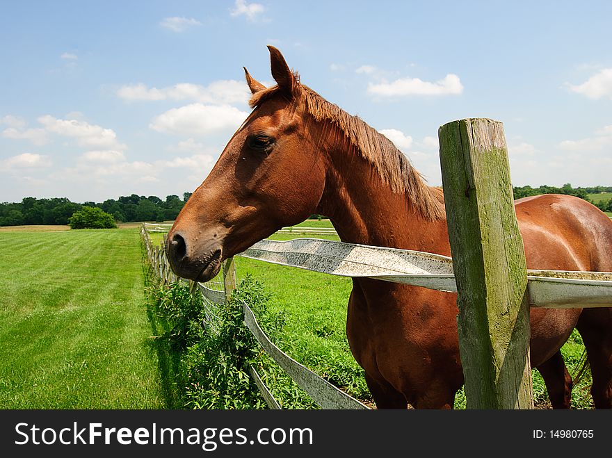 A thoroughbred horse on farm view from the side