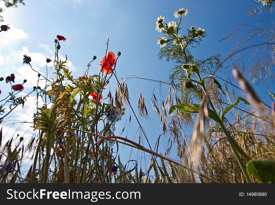 Flower field from the perspective of the ant