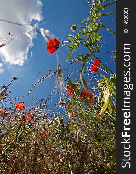 Field Flowers