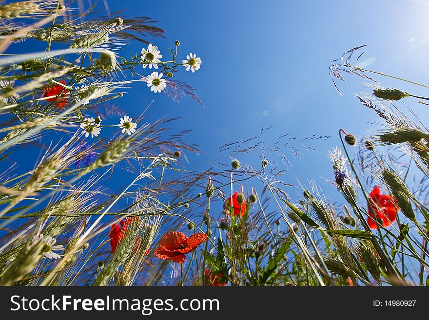 Field Flowers