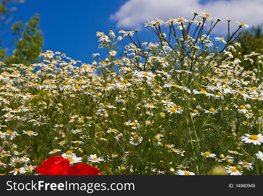 Field flowers