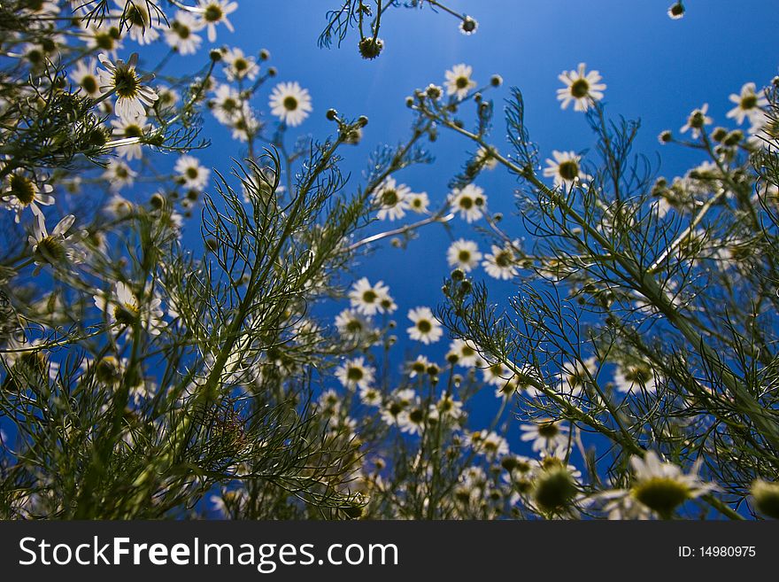White daisy flowers on the meadow