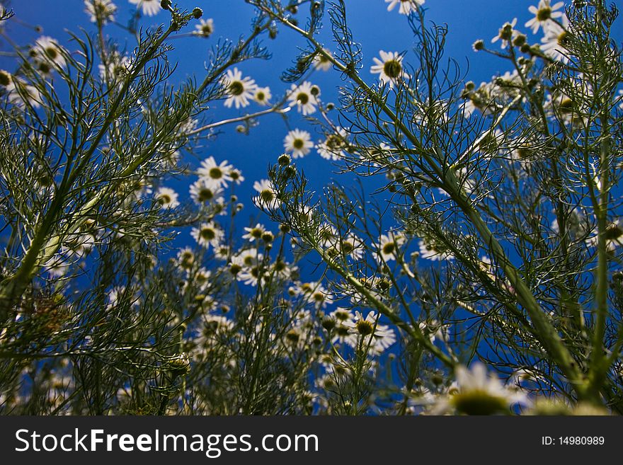 White daisy flowers on the meadow