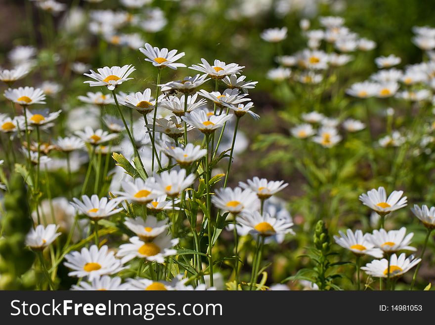 Daisy Flowers On A Meadow
