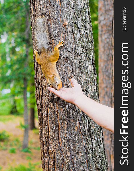 Feeding a squirrel Hand with nut. Feeding a squirrel Hand with nut