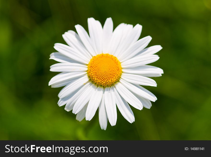 Daisy Flowers On A Meadow