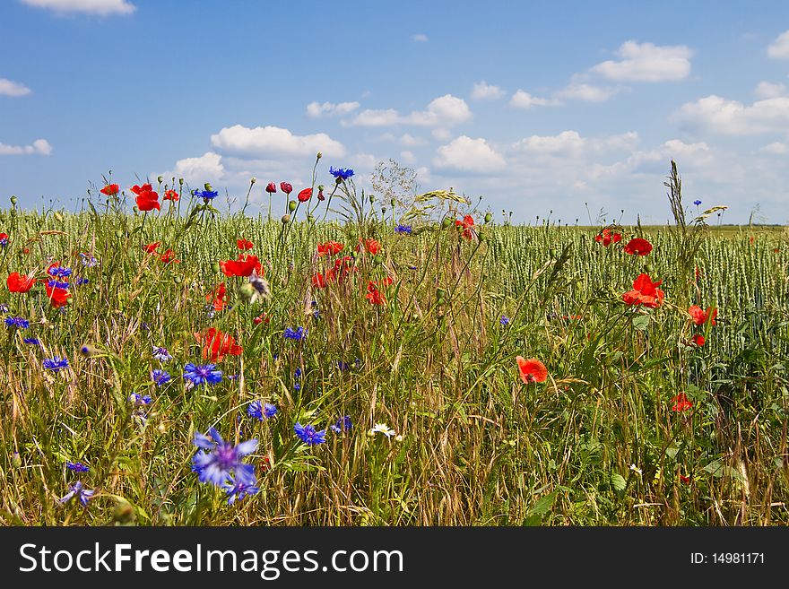 Flower field from the perspective of the ant