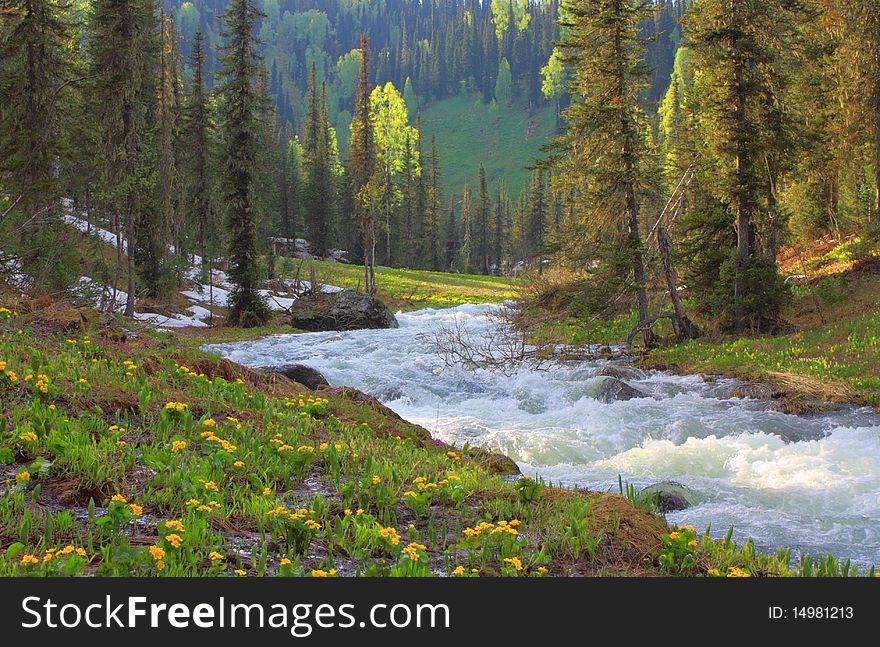 Coniferous wood. Small river. Flowers blossom.Evening. Coniferous wood. Small river. Flowers blossom.Evening.