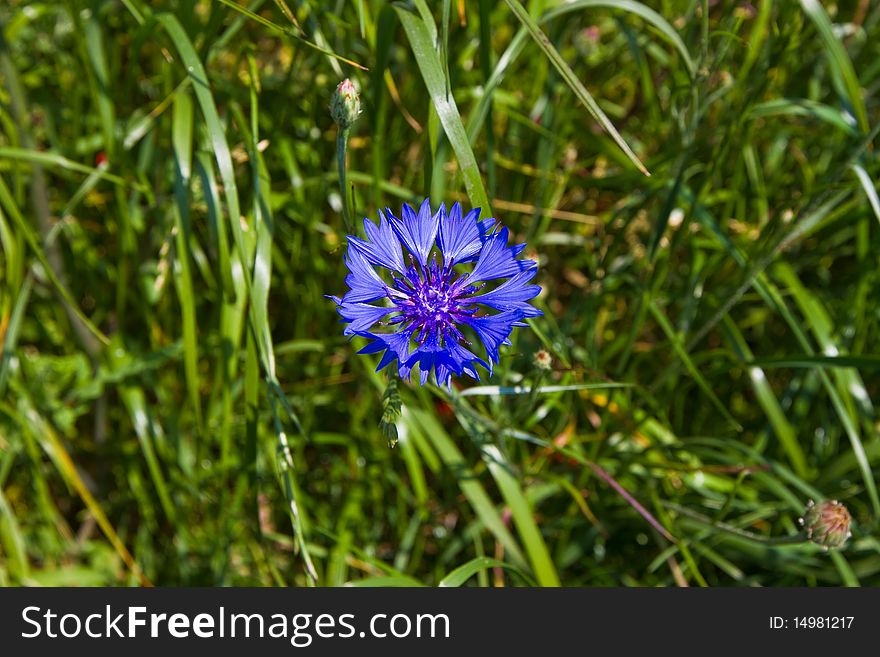 A steel-blue cornflower on the meadow. A steel-blue cornflower on the meadow
