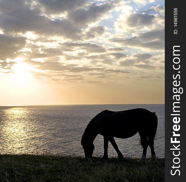Two horses in front of the sea at sunset