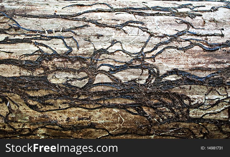 Texture of a wood tree close up.