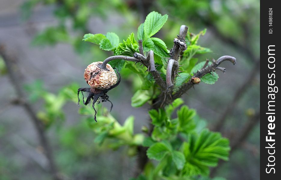 Old  Bud And Young Leaves