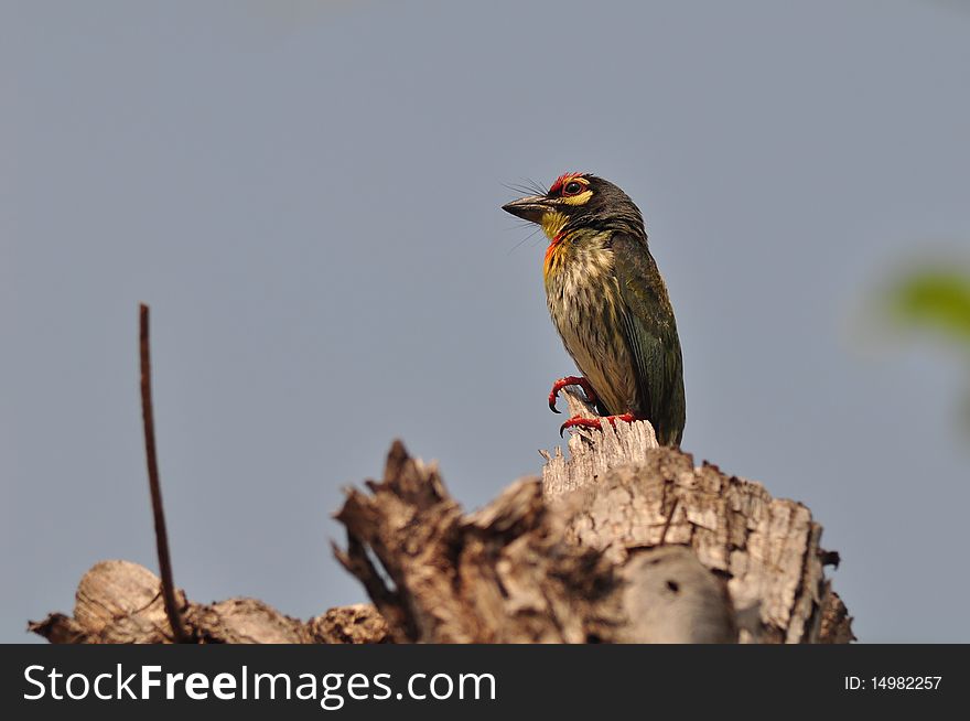 Copper smithbarbet bird with blue sky