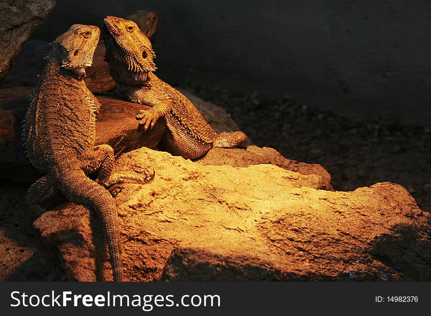A pair of bearded dragons (Australian) bathing under a warm lamp