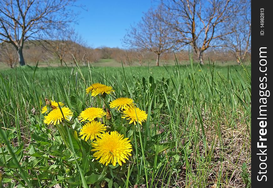 Dandelions in the grass with trees. Dandelions in the grass with trees