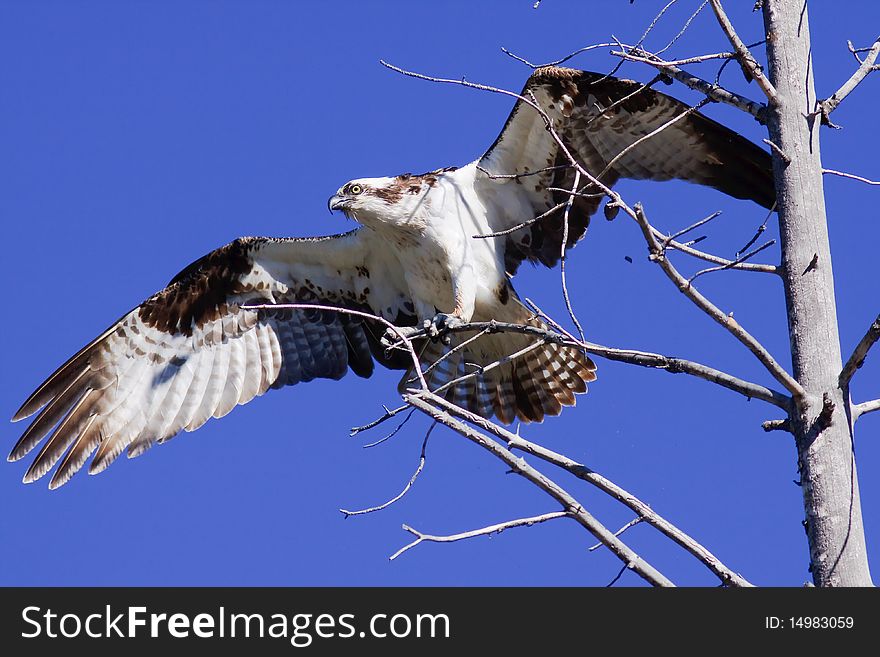 Osprey In Tree