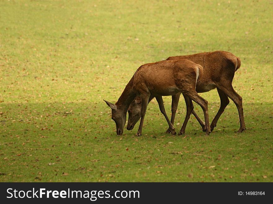Fallow deer on a forest glade