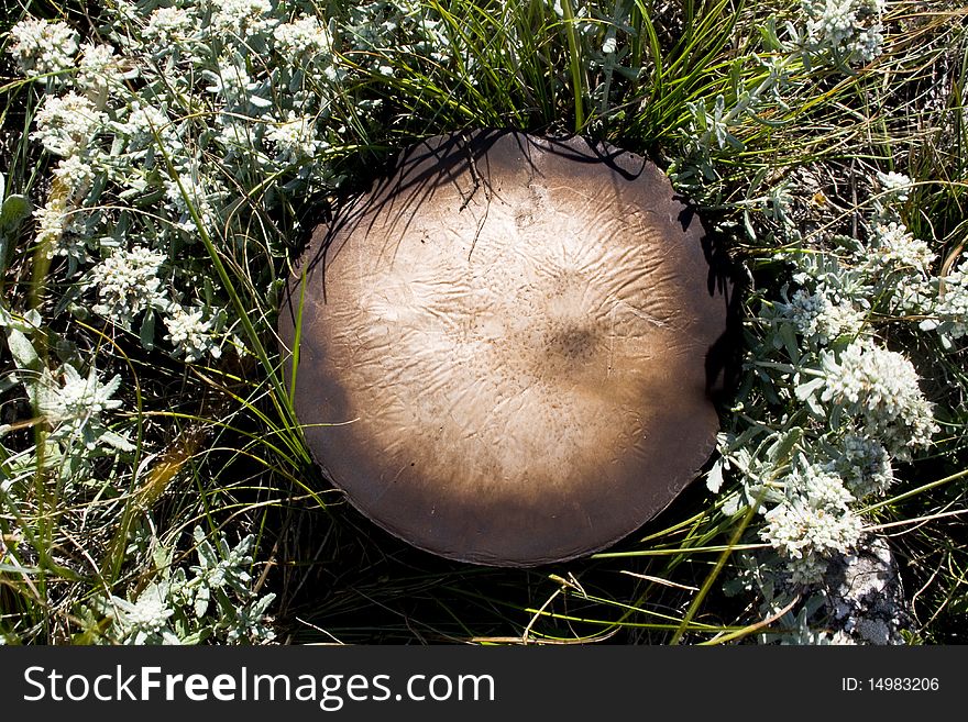 A photo of a champignon in nature. A photo of a champignon in nature