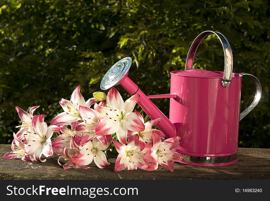 Pink watering can for flowers lily