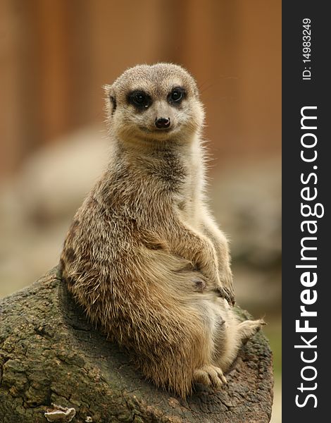 Suricate