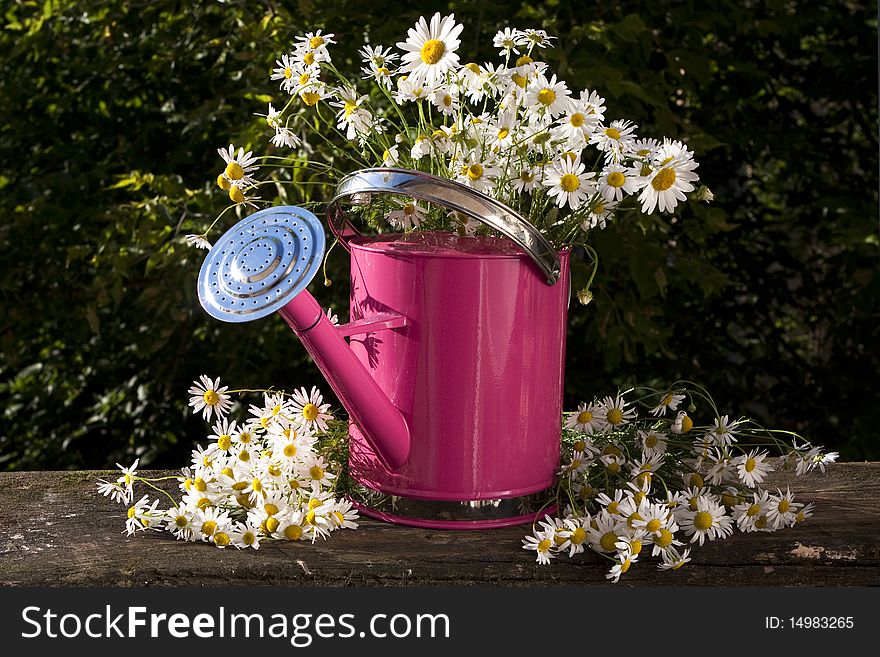 Pink watering can for flowers camomile