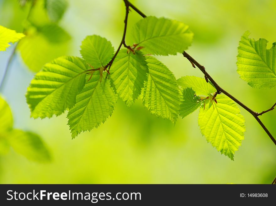 Spring leaves background in sunny day