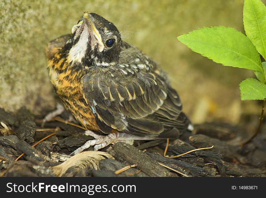 Frightened baby bird without its mother