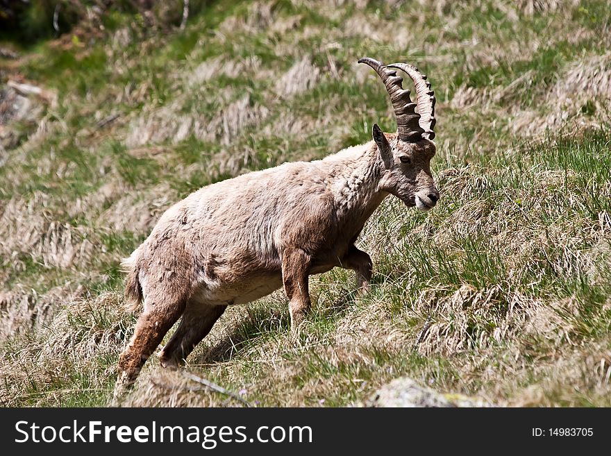 Capra Ibex - Italian Alps