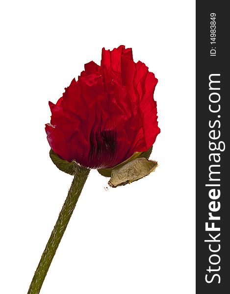Big red poppy isolated on white with diagonal composition. Big red poppy isolated on white with diagonal composition