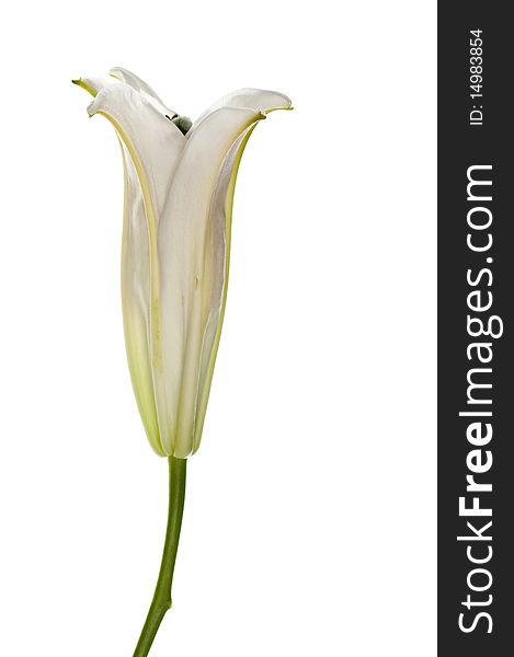White Lily Lower Head Closed Isolated