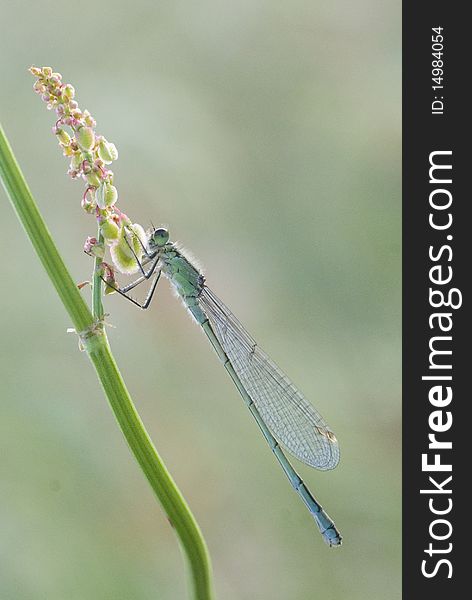 Common Blue Damselfly on a Stem of Long Grass