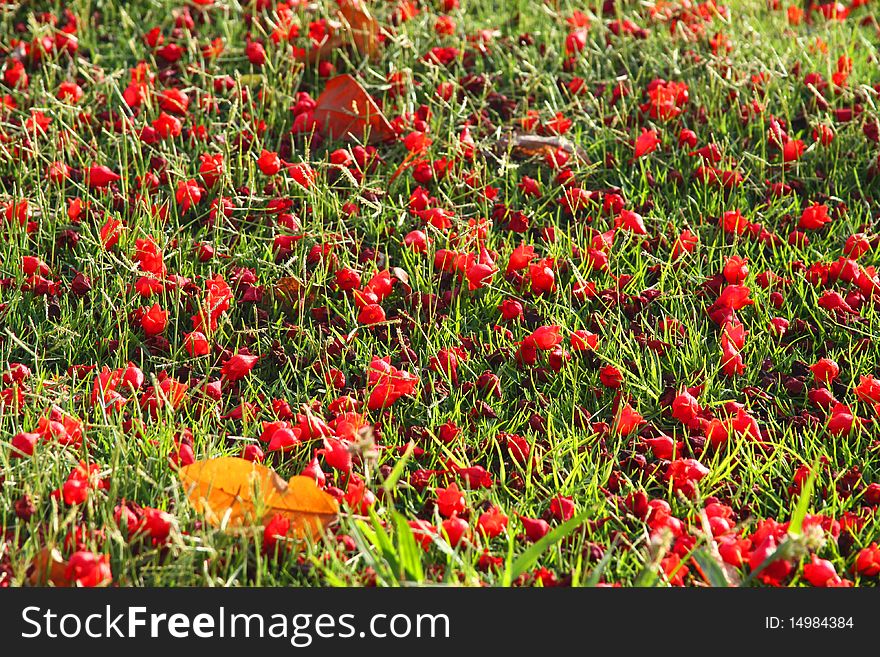 Colored background with grass and red flowers