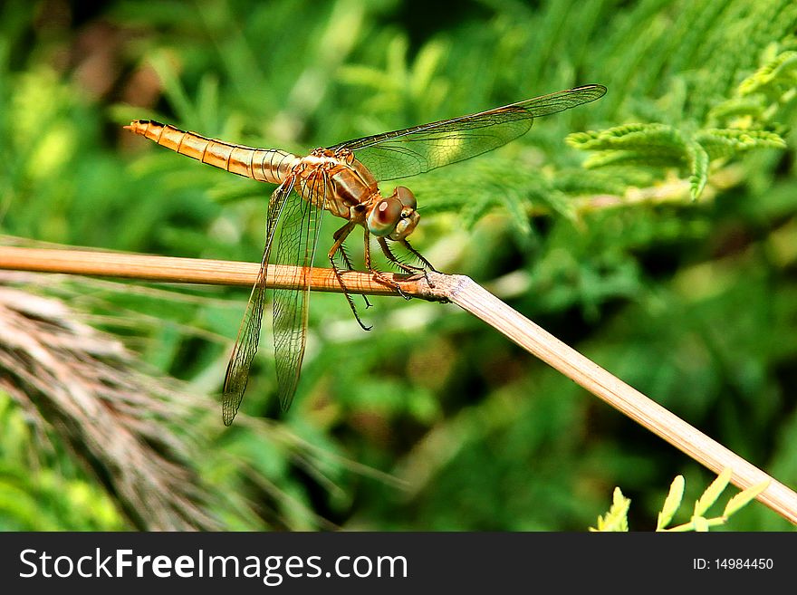 Close-up shot of a dragonfly