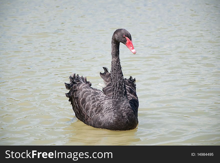 Bird swimming in the water. Bird swimming in the water