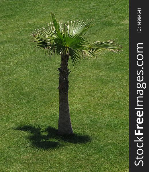 Baby palm tree at the garden of summer resort hotel. Baby palm tree at the garden of summer resort hotel