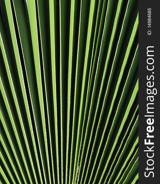 Full frame photograph of green palm leaf. Full frame photograph of green palm leaf