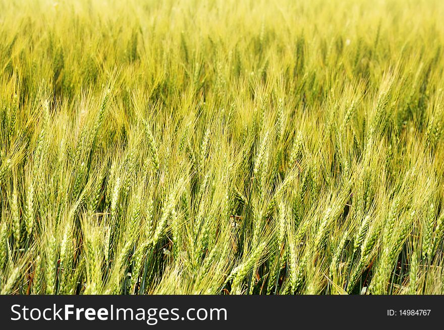 Beautiful wheat field close up