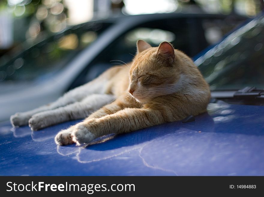 Red cat sleeping on the hood of the blue car in a sunny summer day. Red cat sleeping on the hood of the blue car in a sunny summer day