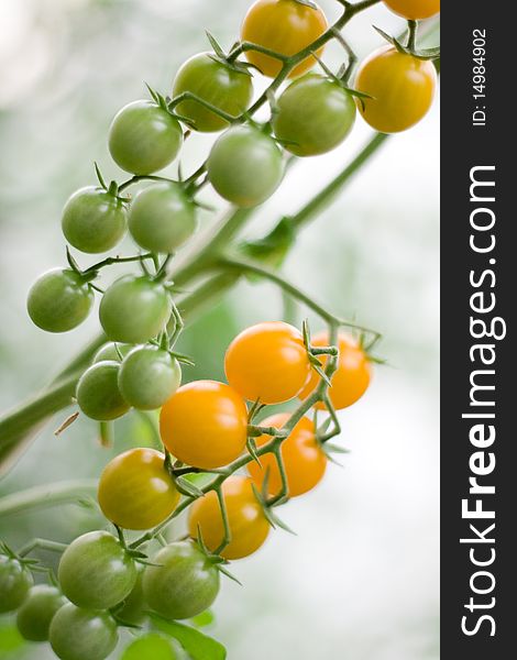 Unripe green and yellow cherry tomatoes on a brunch