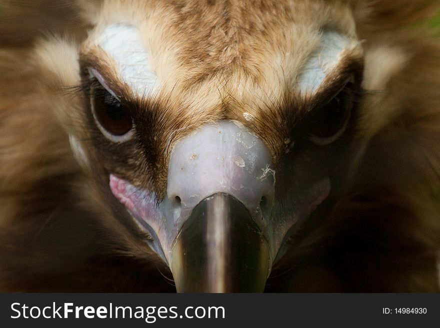 Close up of a Vulture head showing a beautiful side to the bird. Close up of a Vulture head showing a beautiful side to the bird.