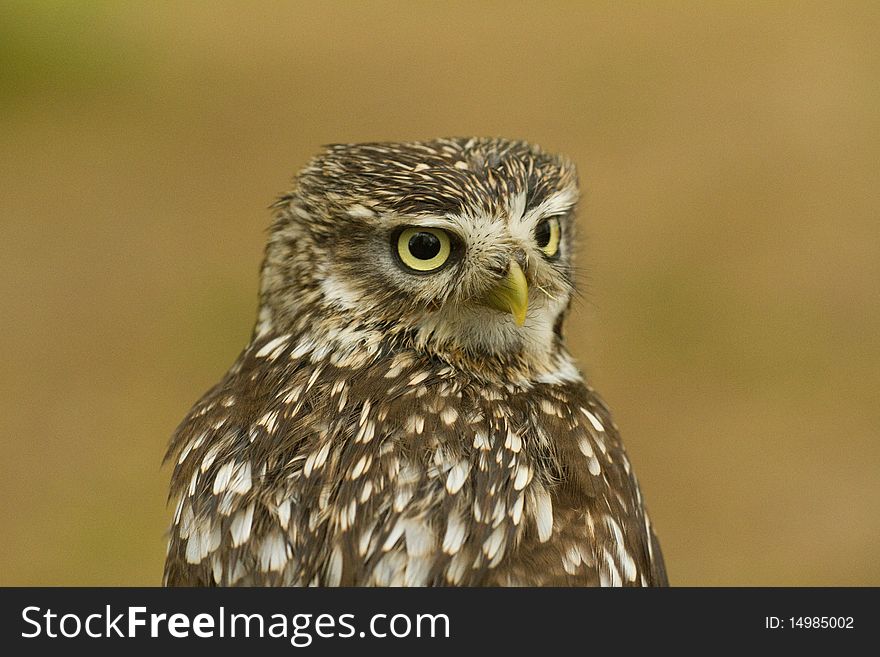 Liitle Owl