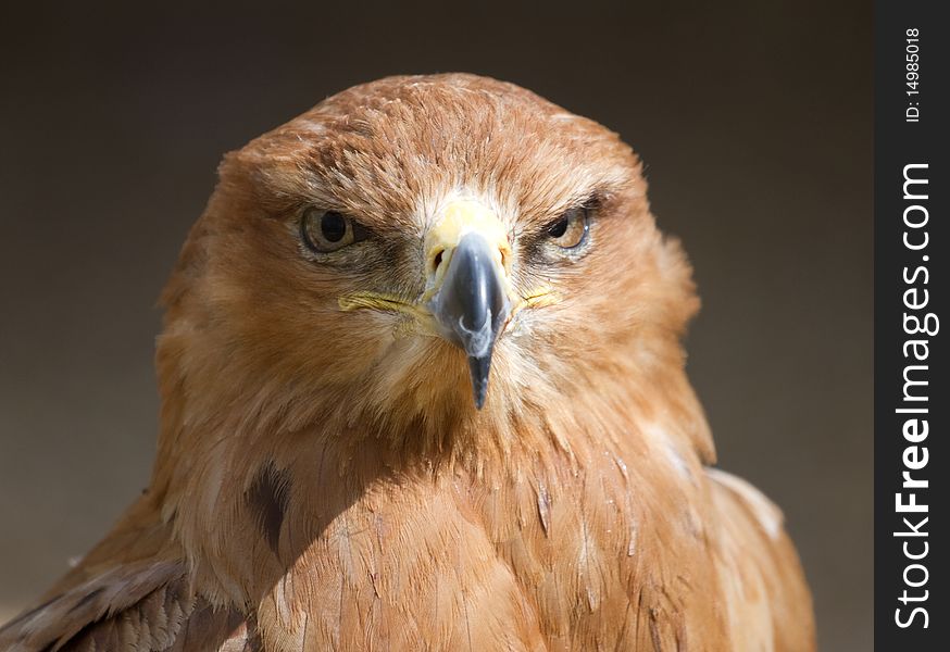 Tawny Eagle Head On