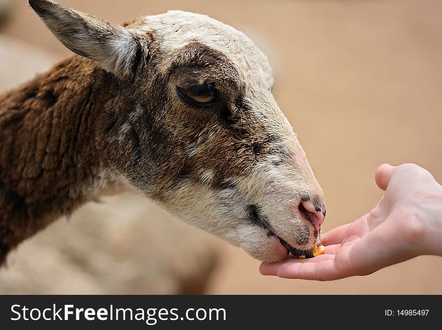 Hand feeding a small goat at the farm.