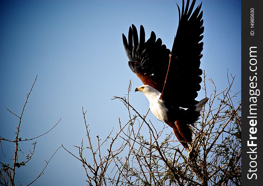 Fish Eagle Taking Off.