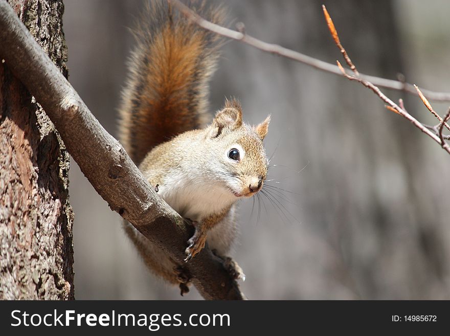 Squirrel looking at you from a tree branch