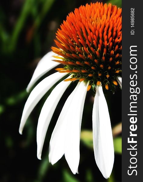 A close up of a White Swan Echinacea Flower.