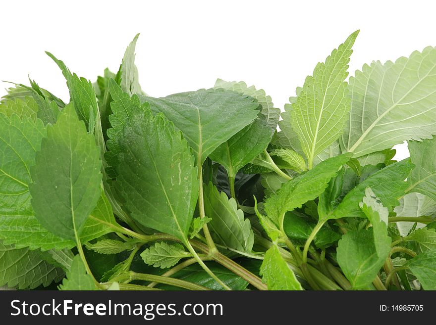 Fresh green mint leaves on white