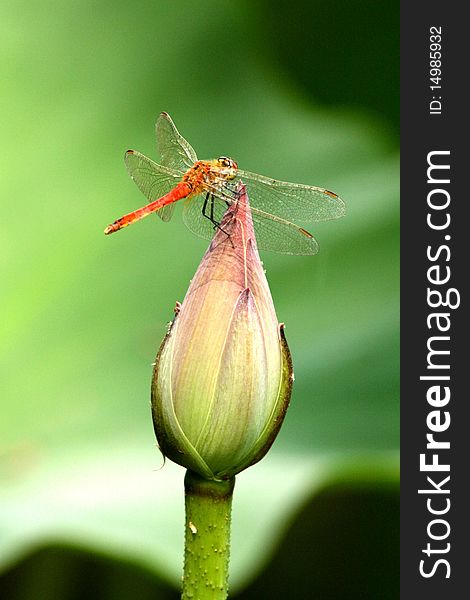 Dragonfly  Photo By