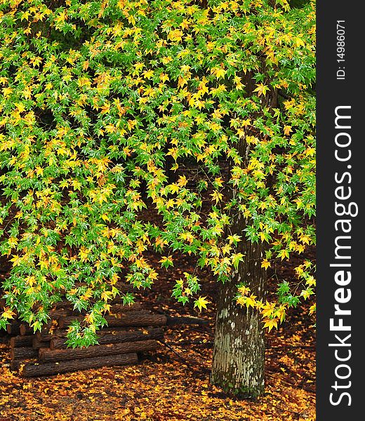 Old maple tree with green and yellow leaves. Shot in the back yard of an old tample in Kyoto. Old maple tree with green and yellow leaves. Shot in the back yard of an old tample in Kyoto.